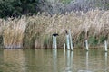 Valencia, Spain. Lake and Albufera Natural Park El Parque Natural de la Albufera de Valencia on a cloudy day. Royalty Free Stock Photo