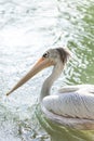 Valencia, Spain,3,6,2014: Pink Backed Pelicans and Flamingos at the Bioparc in Valencia