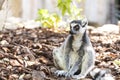 Valencia, Spain,3,6,2014: Ring-tailed Lemur of Madagascar at Bioparc in Valencia Royalty Free Stock Photo