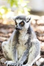 Valencia, Spain,3,6,2014: Ring-tailed Lemur of Madagascar at Bioparc in Valencia Royalty Free Stock Photo