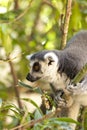 Valencia, Spain,3,6,2014: Ring-tailed Lemur of Madagascar at Bioparc in Valencia Royalty Free Stock Photo