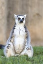 Valencia, Spain,3,6,2014: Ring-tailed Lemur of Madagascar at Bioparc in Valencia Royalty Free Stock Photo