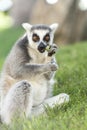 Valencia, Spain,3,6,2014: Ring-tailed Lemur of Madagascar at Bioparc in Valencia Royalty Free Stock Photo
