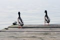 Valencia, Spain. Two ducks on a wooden bridge. Lake and Albufera Natural Park El Parque Natural de la Albufera de Valencia Royalty Free Stock Photo