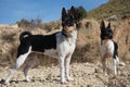 Valencian buzzard dog