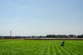 Valencian farmer growing green tigernuts, tuber used to make horchata drink Royalty Free Stock Photo