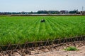 Valencian farmer growing green tigernuts, tuber used to make horchata drink Royalty Free Stock Photo