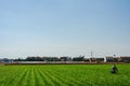 Valencian farmer growing green tigernuts, tuber used to make horchata drink Royalty Free Stock Photo