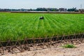 Valencian farmer growing green tigernuts, tuber used to make horchata drink Royalty Free Stock Photo