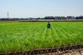 Valencian farmer growing green tigernuts, tuber used to make horchata drink Royalty Free Stock Photo