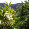 Valencian orange and orange blossoms.Spring harvest Royalty Free Stock Photo