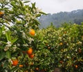 Valencian orange and orange blossoms.Spring harvest Royalty Free Stock Photo