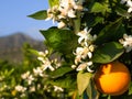 Valencian orange and orange blossoms. Spain. Royalty Free Stock Photo