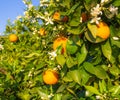 Valencian orange and orange blossoms. Spain. Royalty Free Stock Photo