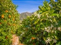 Valencian orange and orange blossoms. Spain. Royalty Free Stock Photo