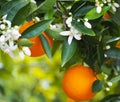 Valencian orange and orange blossoms. Spain. Spring Royalty Free Stock Photo