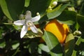 Valencian orange and orange blossoms. Spain. Spring Royalty Free Stock Photo