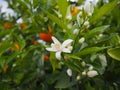 Valencian orange and orange blossoms. Spain. Spring Royalty Free Stock Photo