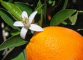 Valencian orange and orange blossoms. Spain. Spring Royalty Free Stock Photo