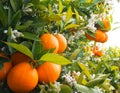 Valencian orange and orange blossoms.Spring harvest Royalty Free Stock Photo