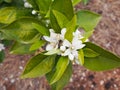 Valencian orange and orange blossoms.Spring harvest Royalty Free Stock Photo