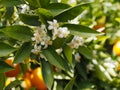 Valencian orange and orange blossoms. Spring. Spain