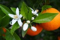 Valencian orange and orange blossoms, Spain Royalty Free Stock Photo