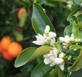 Valencian orange and orange blossoms Royalty Free Stock Photo