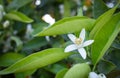 Valencian orange and orange blossoms.