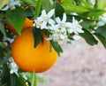 Valencian orange and orange blossoms. Royalty Free Stock Photo