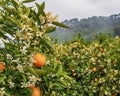 Valencian orange and orange blossoms.Spring harvest Royalty Free Stock Photo