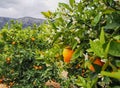 Valencian orange and orange blossoms.Spring harvest Royalty Free Stock Photo