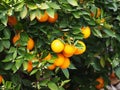 Valencian orange and orange blossoms.Spring harvest Royalty Free Stock Photo