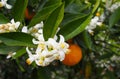 Valencian orange and orange blossoms.Spring harvest Royalty Free Stock Photo