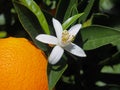 Valencian orange and orange blossoms.Spring harvest Royalty Free Stock Photo