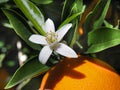 Valencian orange and orange blossoms. Spain. Spring Royalty Free Stock Photo