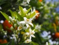 Valencian orange and orange blossoms. Spain. Spring Royalty Free Stock Photo