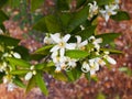 Valencian orange and orange blossoms. Spain. Spring Royalty Free Stock Photo