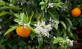 Valencian orange and orange blossoms. Spain. Spring Royalty Free Stock Photo