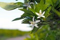 Valencian orange and orange blossoms, Spain Royalty Free Stock Photo