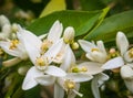 Valencian orange and orange blossoms. Spain. Royalty Free Stock Photo