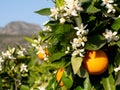 Valencian orange and orange blossoms. Spain. Royalty Free Stock Photo