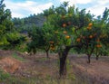 Valencian orange and orange blossoms. Spain. Royalty Free Stock Photo