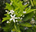 Valencian orange and orange blossoms.Spring harvest Royalty Free Stock Photo