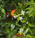 Valencian orange and orange blossoms.Spring harvest Royalty Free Stock Photo