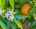 Valencian orange and orange blossoms. Spring Royalty Free Stock Photo