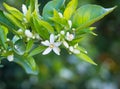 Valencian orange and orange blossoms. Spring