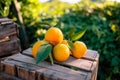 Valencian oranges on a wooden fruit box in a field at sunset Royalty Free Stock Photo