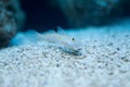 Valenciennea puellaris - Orange-spotted sleeper-goby