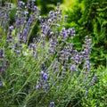 Valensole lavender fields, Provence, France.Flowers at sunset rays in the lavender fields in the mountains. Beautiful image of Royalty Free Stock Photo